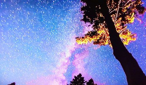 Low angle view of silhouette trees against sky at night