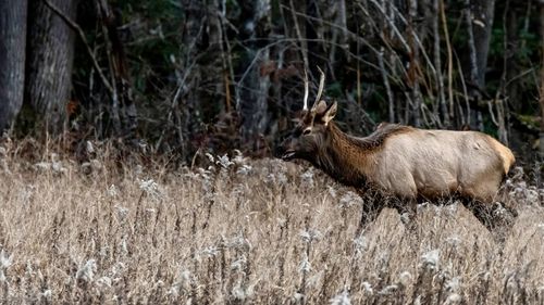 Elk walking through a field. 