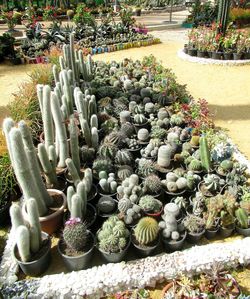 High angle view of potted cactus plants