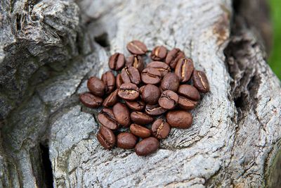 High angle view of coffee beans on tree trunk