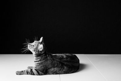 Portrait of cat sitting on floor against black background