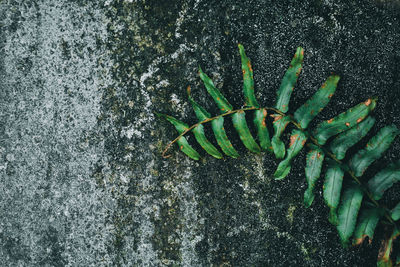 High angle view of leaf on rock