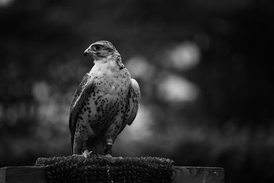 Close-up of owl perching outdoors