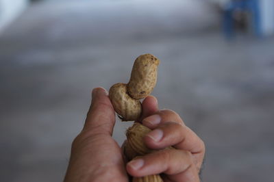 Close-up of mans hand showing edible mushroom