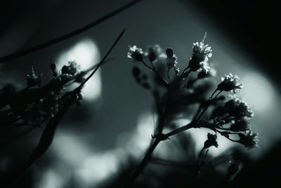 Close-up of plant against blurred background