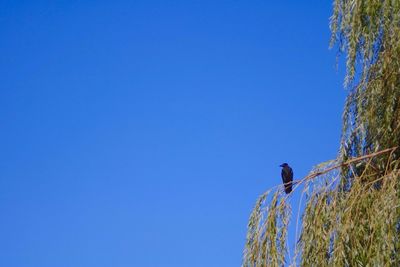 Low angle view of clear blue sky