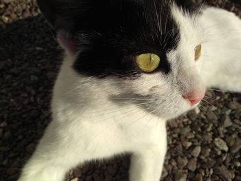 Close-up of cat looking away