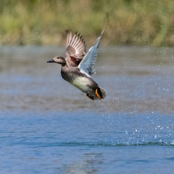 Bird flying over sea