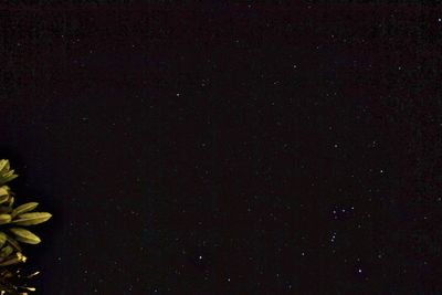Low angle view of star field against sky at night