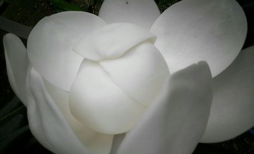 Close-up of white flowers