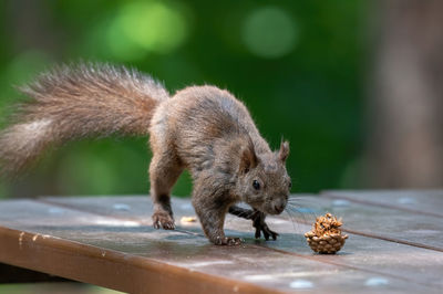 Close-up of squirrel on wood