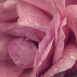 Close-up of pink rose blooming