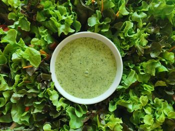 High angle view of drink on green plant