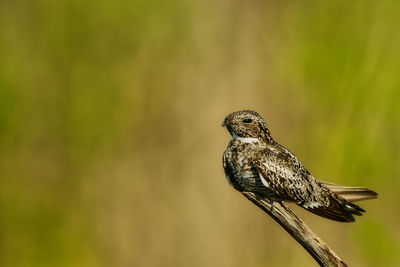 Close-up of bird