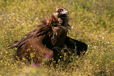 Close-up of a bird on field