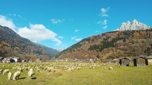 Flock of sheep grazing on field against sky