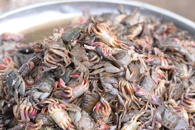 Top view of salted crab on the market at thailand, preserved crab with salt for sale.