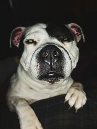 Close-up portrait of dog at home