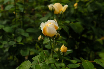 Close-up of yellow flowering plant