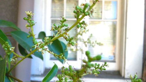 Close-up of plant against window