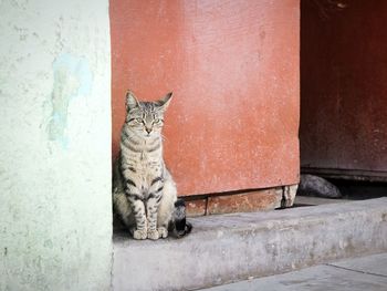 Portrait of cat sitting outdoors