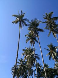 Low angle view of coconut palm trees against blue sky