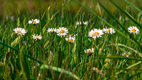 Close-up of flowers blooming on field