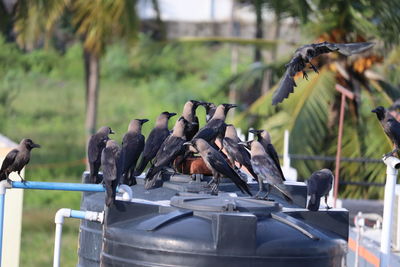 Close-up of pigeons perching on railing