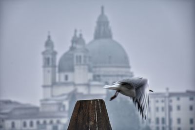 Low angle view of seagull perching on temple against sky