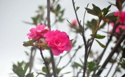 Close-up of pink rose