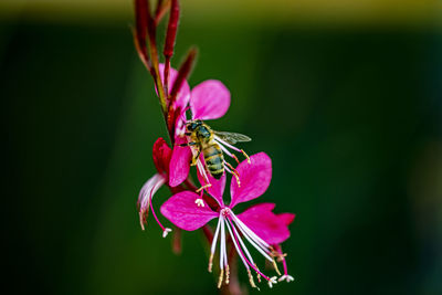 Close-up of insect on pink flower