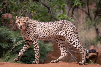 animal