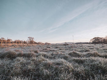 Scenic view of field against sky