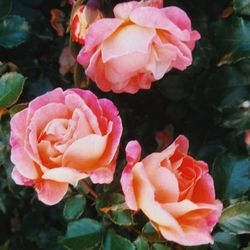 Close-up of pink roses blooming outdoors