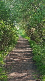 Road passing through trees