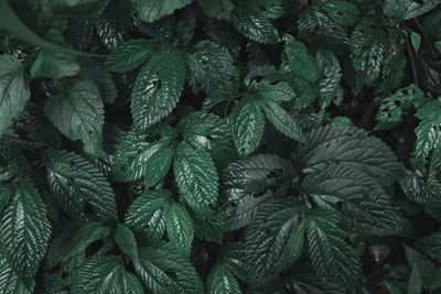 Dark moody and hazy forest hiking nature photography