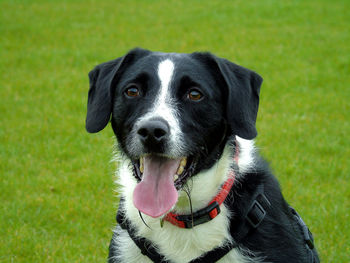 Portrait of black and white dog