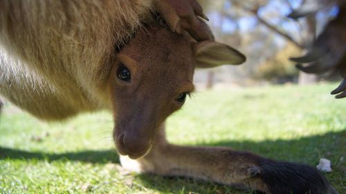 Close-up of horse on field