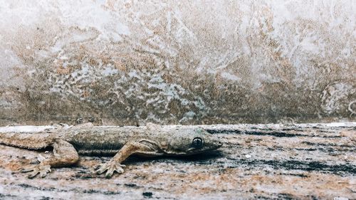 Close up lizard