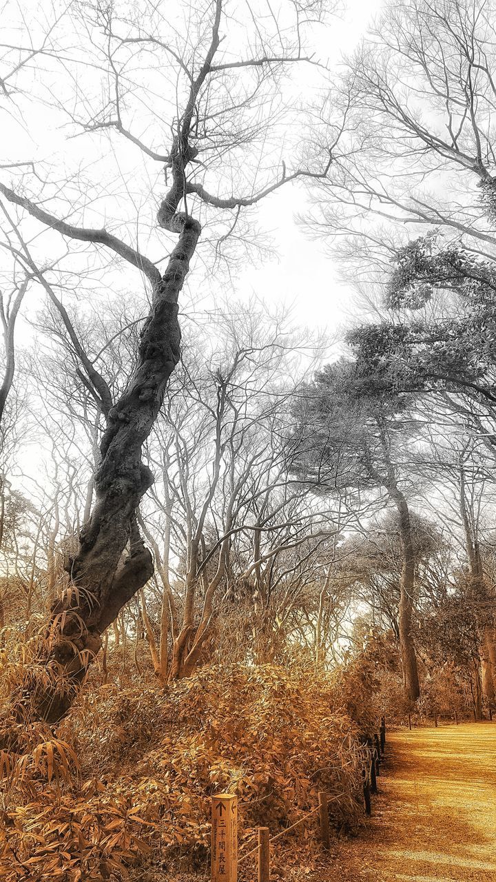 VIEW OF BARE TREES ON LAND