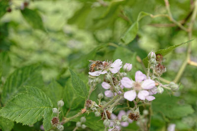 Close-up of bee on flower