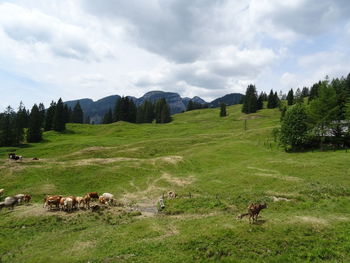 View of sheep on grassy field against sky