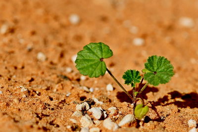 Close-up of plant growing on land