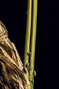 Close-up of green plant against black background