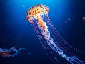 Jellyfish swimming in sea