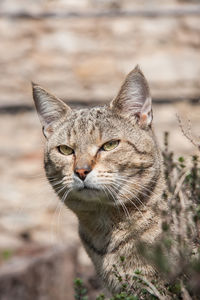 Portrait of a cute tabby outdoor mix breed cat