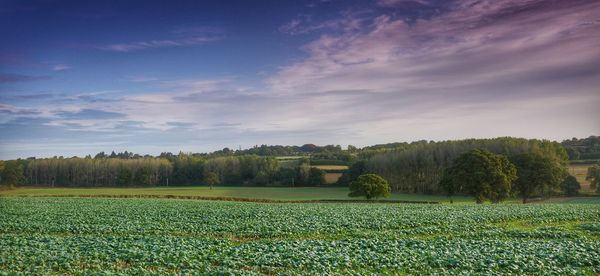 Scenic view of agricultural field against sky