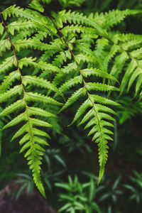 Close-up of fern leaves