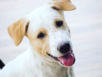 Close-up portrait of dog