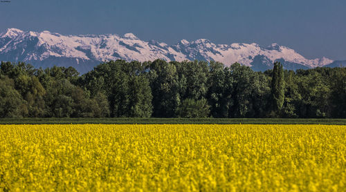 Scenic view of oilseed rape field against sky